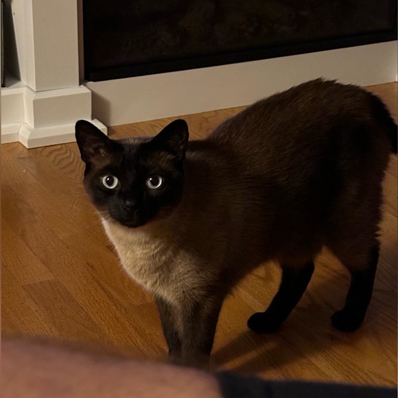 Meet your Posher, Brandon - Picture 8 of 9